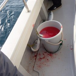 Aquanaut（アクアノート） 釣果