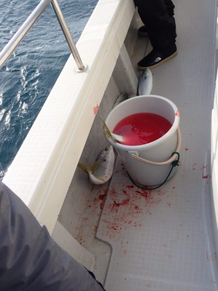 Aquanaut（アクアノート） 釣果