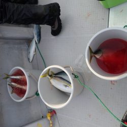 Aquanaut（アクアノート） 釣果