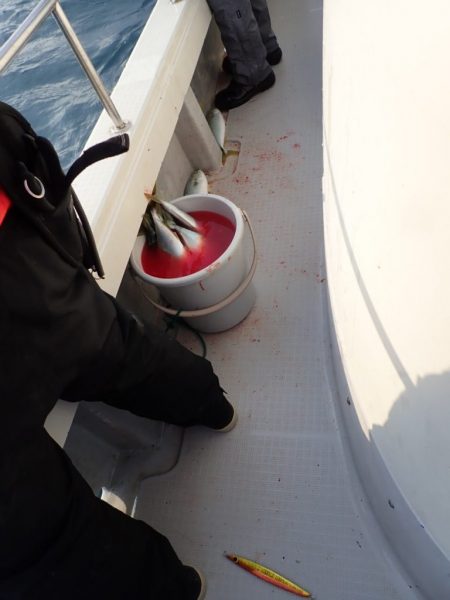 Aquanaut（アクアノート） 釣果