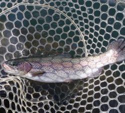 朝霞ガーデン 釣果