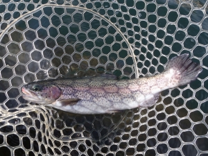 朝霞ガーデン 釣果