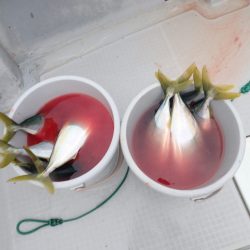 Aquanaut(アクアノート) 釣果