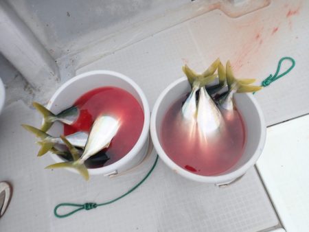 Aquanaut(アクアノート) 釣果