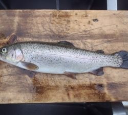 朝霞ガーデン 釣果