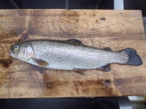 朝霞ガーデン 釣果