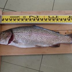 志高湖フィッシング 釣果