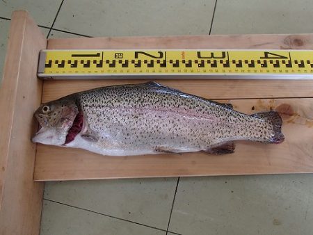 志高湖フィッシング 釣果