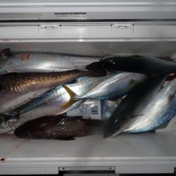 Aquanaut(アクアノート) 釣果