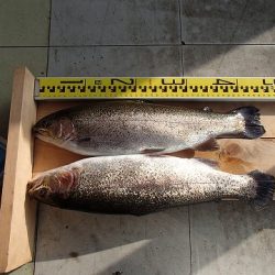 志高湖フィッシング 釣果