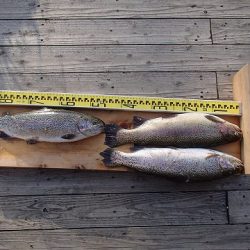 志高湖フィッシング 釣果