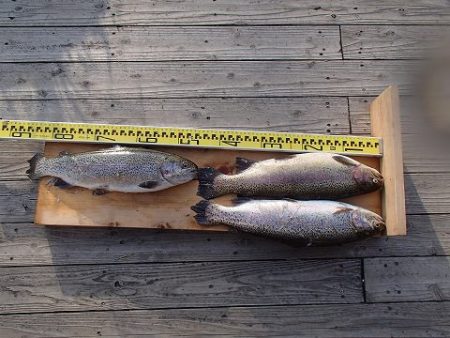 志高湖フィッシング 釣果