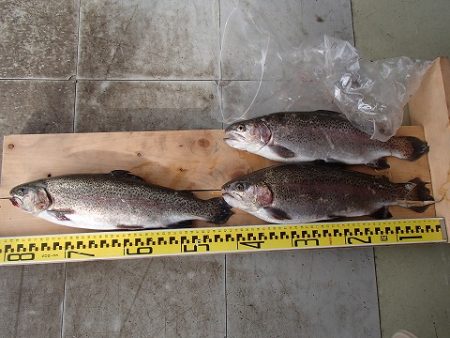 志高湖フィッシング 釣果