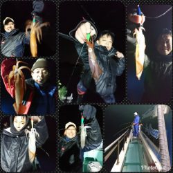 シードリーム 釣果