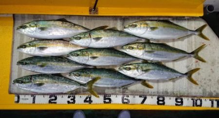 火遠理丸（ほおりまる） 釣果