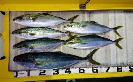 火遠理丸（ほおりまる） 釣果