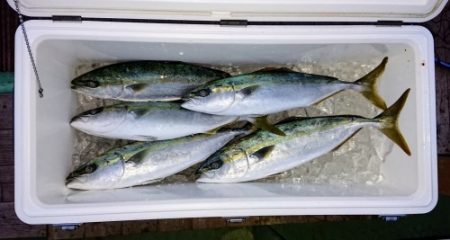 火遠理丸（ほおりまる） 釣果