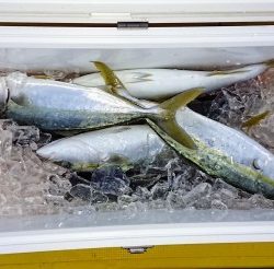 火遠理丸（ほおりまる） 釣果