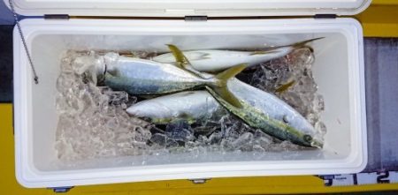 火遠理丸（ほおりまる） 釣果