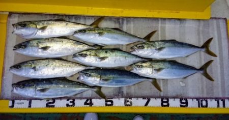 火遠理丸（ほおりまる） 釣果