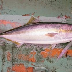 火遠理丸（ほおりまる） 釣果