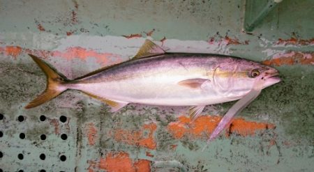 火遠理丸（ほおりまる） 釣果