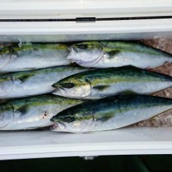 火遠理丸（ほおりまる） 釣果