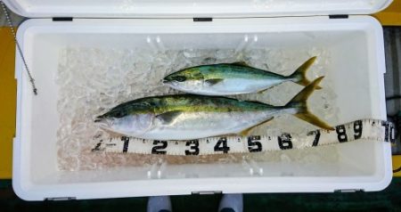 火遠理丸（ほおりまる） 釣果