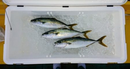 火遠理丸（ほおりまる） 釣果