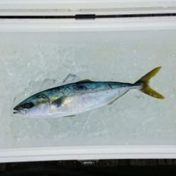 火遠理丸（ほおりまる） 釣果