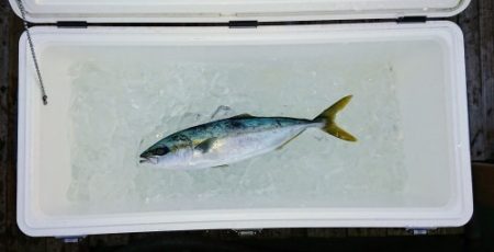 火遠理丸（ほおりまる） 釣果