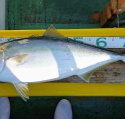 火遠理丸（ほおりまる） 釣果