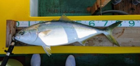 火遠理丸（ほおりまる） 釣果
