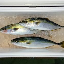 火遠理丸（ほおりまる） 釣果