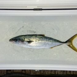 火遠理丸（ほおりまる） 釣果