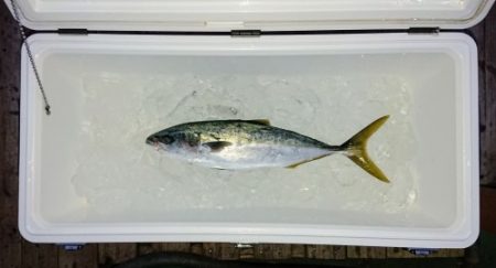 火遠理丸（ほおりまる） 釣果