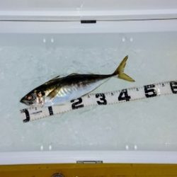 火遠理丸（ほおりまる） 釣果