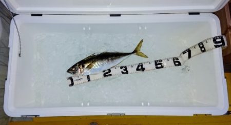 火遠理丸（ほおりまる） 釣果