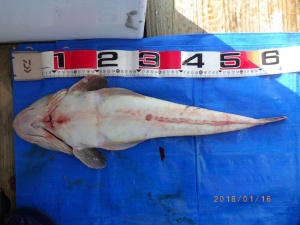 石川丸 釣果