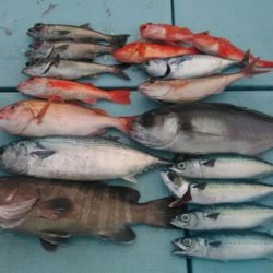 あき丸 釣果