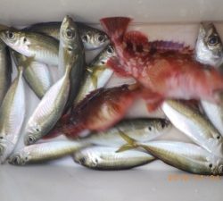 石川丸 釣果