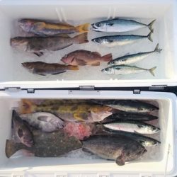 気仙沼 つり丸 釣果