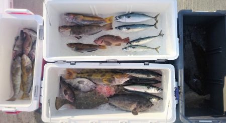 気仙沼 つり丸 釣果