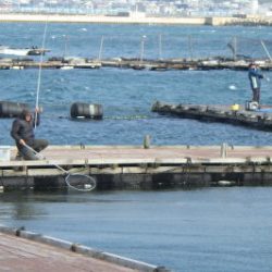 淡路じゃのひれフィッシングパーク 釣果