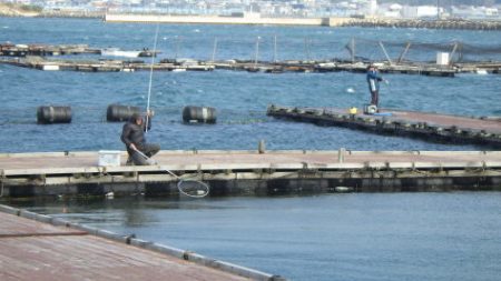 淡路じゃのひれフィッシングパーク 釣果