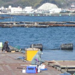 淡路じゃのひれフィッシングパーク 釣果