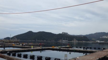 淡路じゃのひれフィッシングパーク 釣果