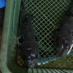 淡路じゃのひれフィッシングパーク 釣果