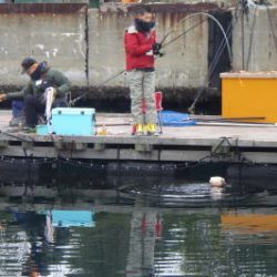淡路じゃのひれフィッシングパーク 釣果