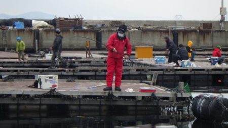 淡路じゃのひれフィッシングパーク 釣果